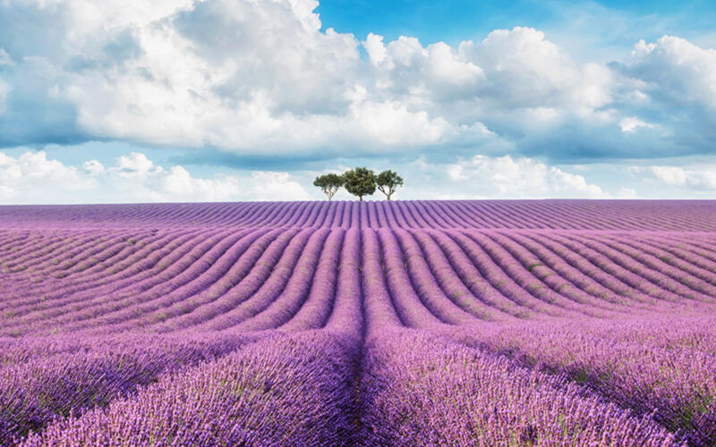 Lavendel Wirkung